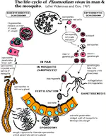 The Economic Epidemiology of Malaria and Economic Growth